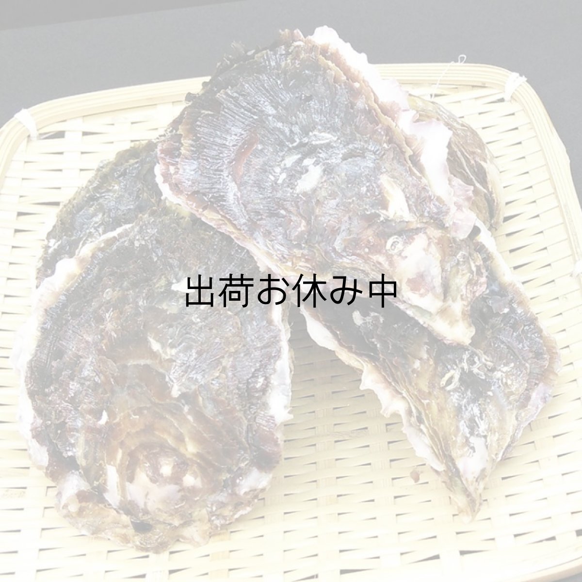 画像2: 三重答志島桃取産　岩牡蠣　輝（かがやき） (2)