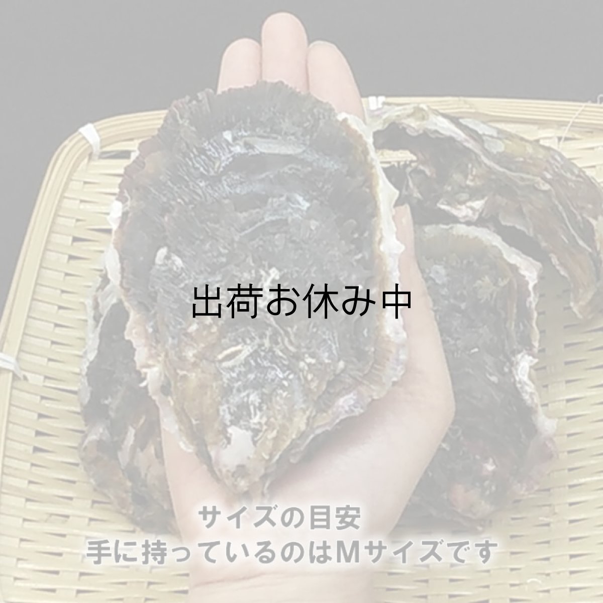 画像3: 三重答志島桃取産　岩牡蠣　輝（かがやき） (3)