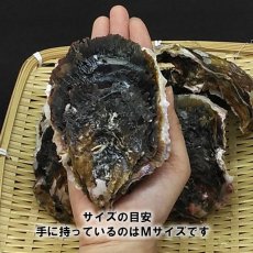 画像3: 三重答志島桃取産　岩牡蠣　輝（かがやき） (3)