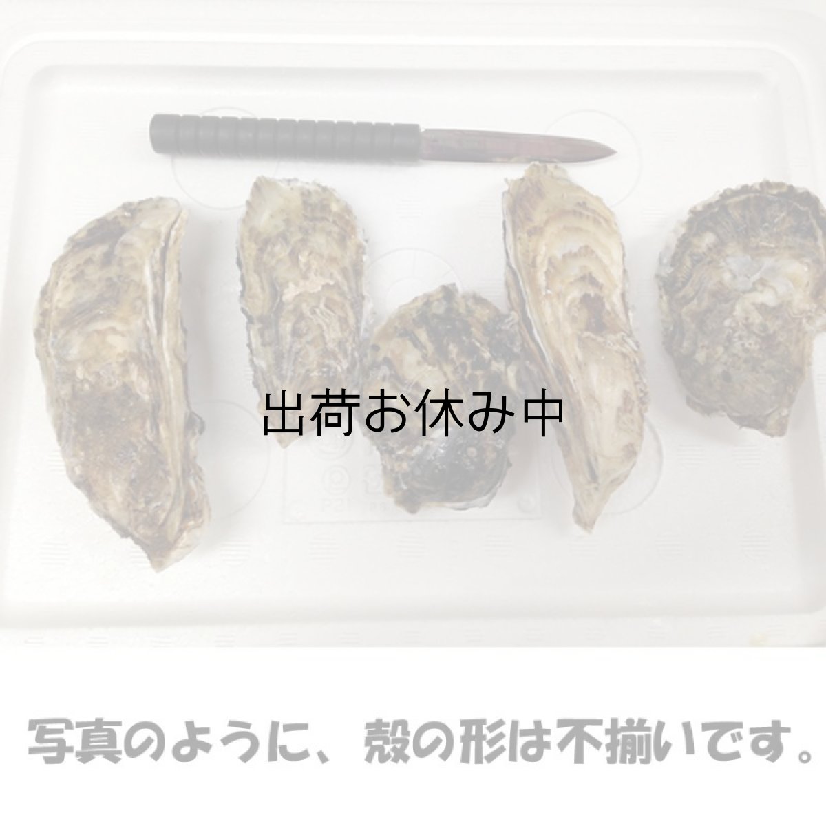 画像3: 【お急ぎ便】三重答志島桃取産 ふぞろい牡蠣　（お届け地域限定） (3)