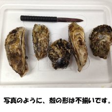 画像3: 三重答志島桃取産 ふぞろい牡蠣 (3)