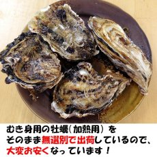 画像2: 三重答志島桃取産 ふぞろい牡蠣 (2)