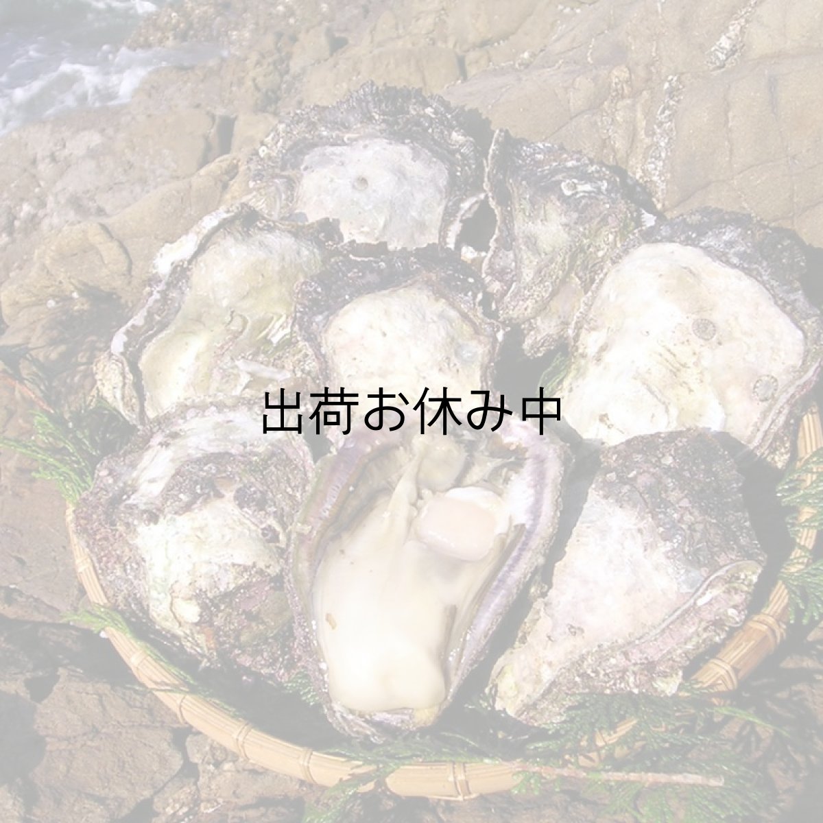 画像2: 宮崎日向灘産　天然岩牡蠣 （冷凍・生食用） (2)