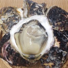 画像2: 宮崎日向灘産　天然岩牡蠣 (2)