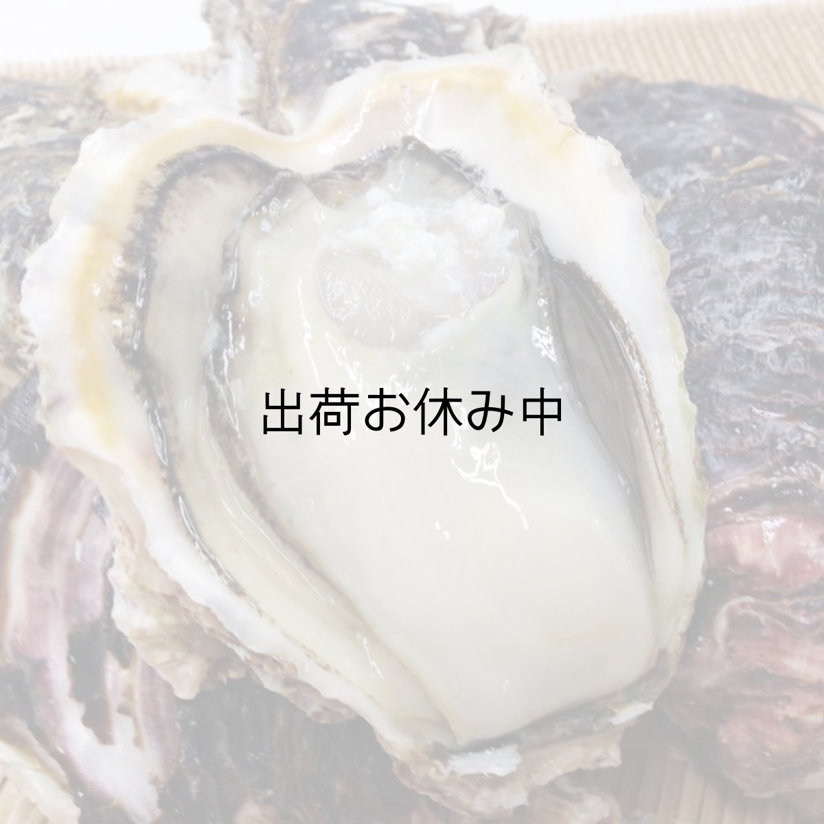 画像9: 宮崎日向灘産　天然岩牡蠣 （冷凍・生食用） (9)