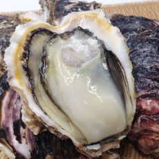 画像9: 宮崎日向灘産　天然岩牡蠣 （冷凍・生食用） (9)