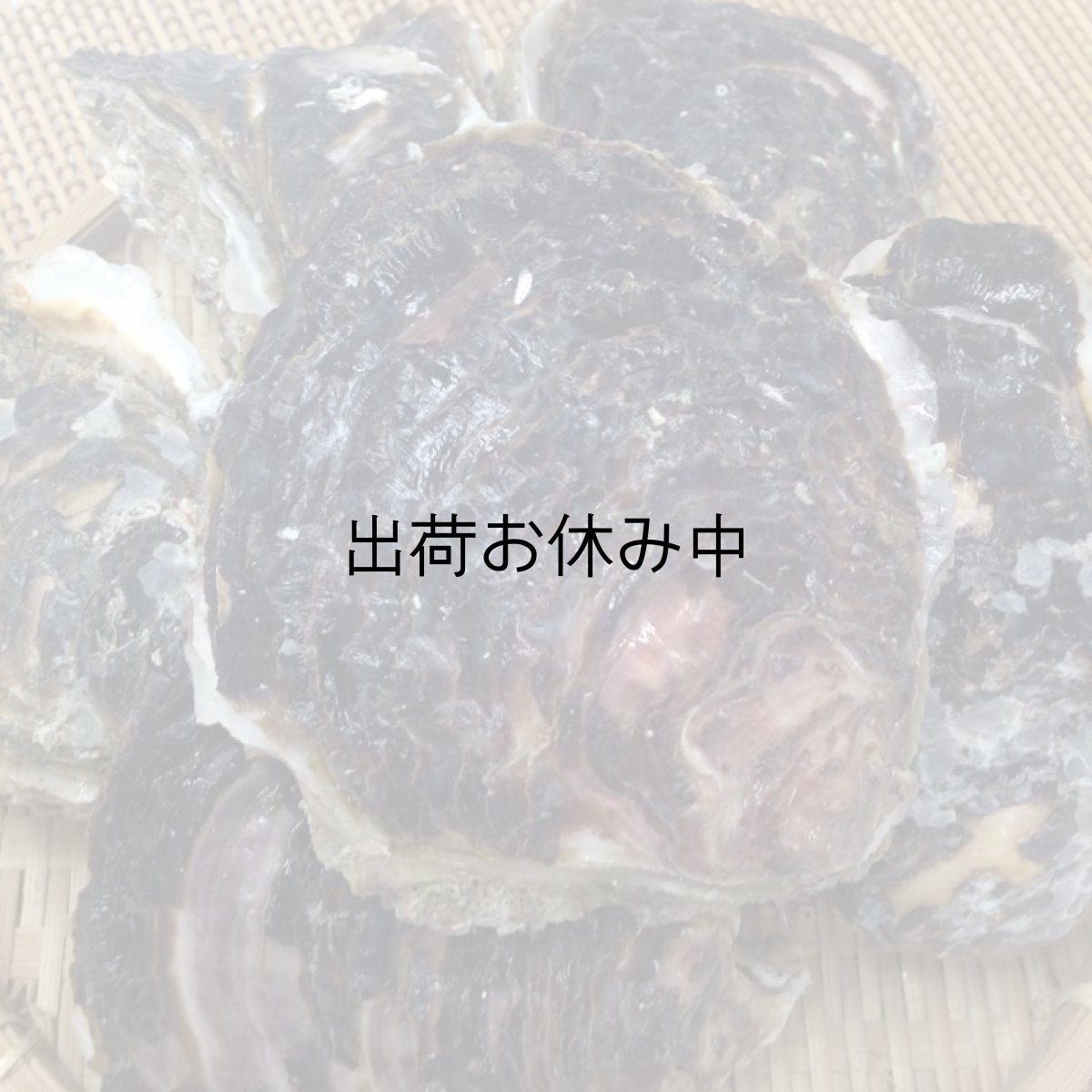 画像4: 宮崎日向灘産　天然岩牡蠣 （冷凍・生食用） (4)