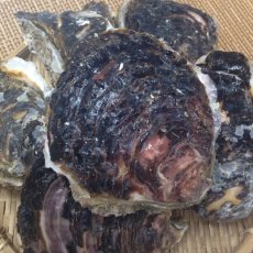 画像4: 宮崎日向灘産　天然岩牡蠣 （冷凍・生食用） (4)