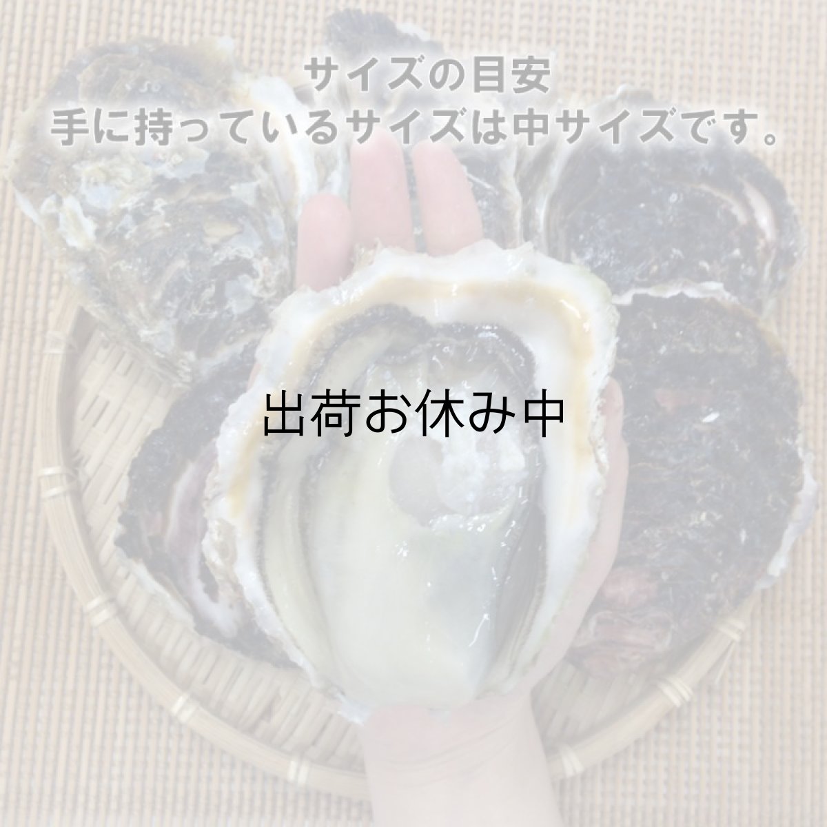 画像5: 宮崎日向灘産　天然岩牡蠣 （冷凍・生食用） (5)