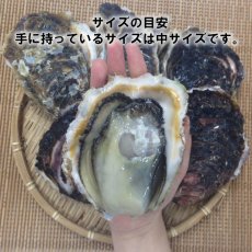 画像4: 宮崎日向灘産　天然岩牡蠣 (4)