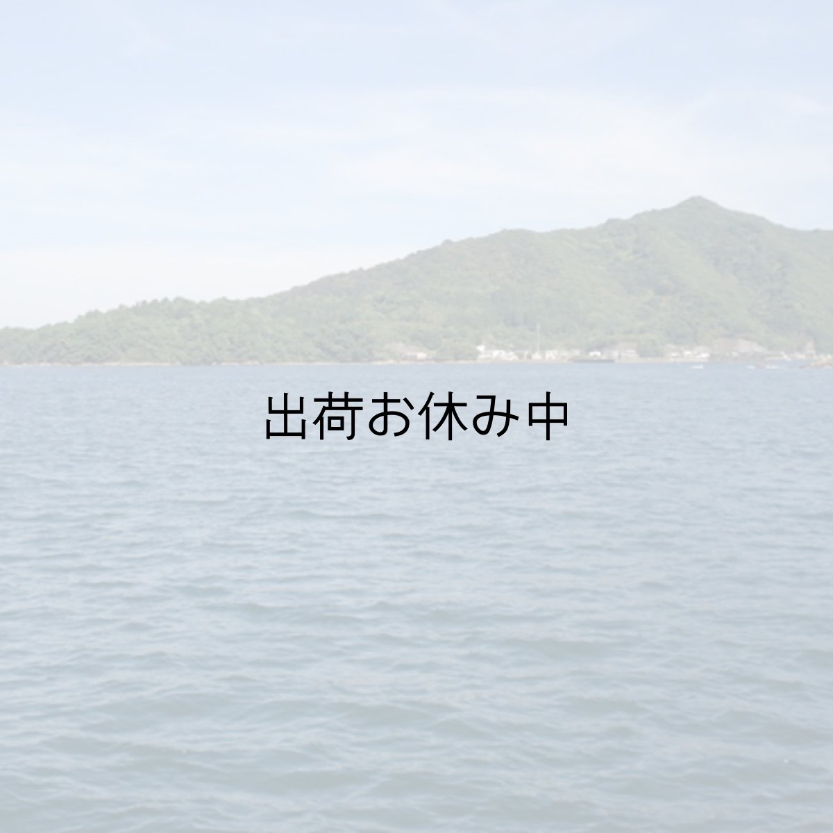 画像6: 宮崎日向灘産　天然岩牡蠣 （冷凍・生食用） (6)