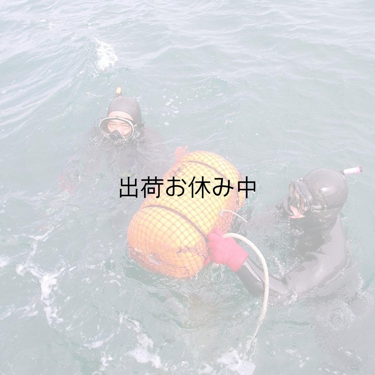 画像8: 宮崎日向灘産　天然岩牡蠣 （冷凍・生食用） (8)