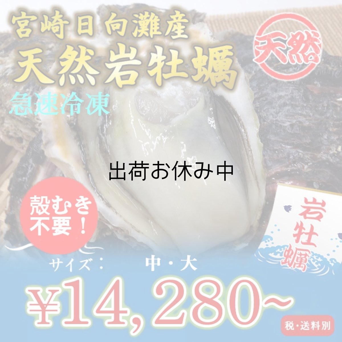 画像1: 宮崎日向灘産　天然岩牡蠣 （冷凍・生食用） (1)