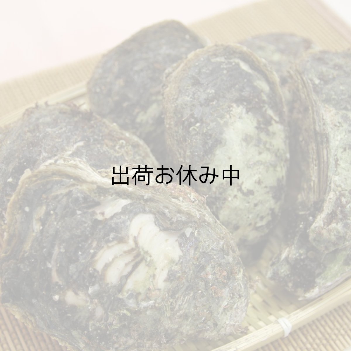 画像8: 石川能登産　天然岩牡蠣 (8)