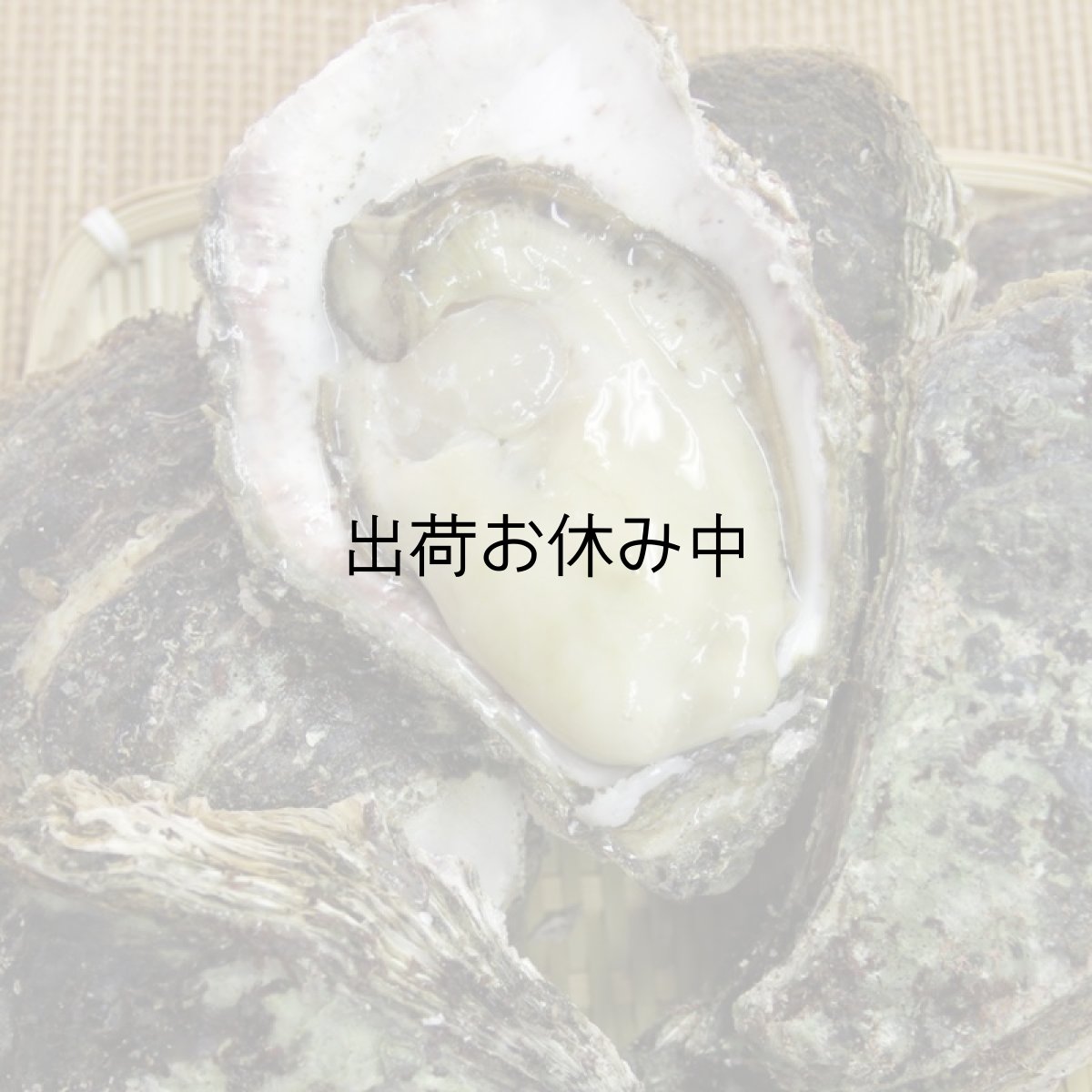 画像6: 石川能登産　天然岩牡蠣 (6)