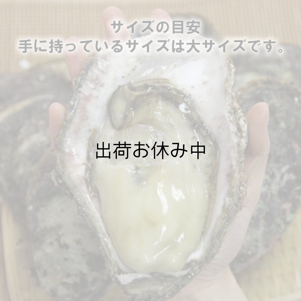 画像5: 石川能登産　天然岩牡蠣 (5)