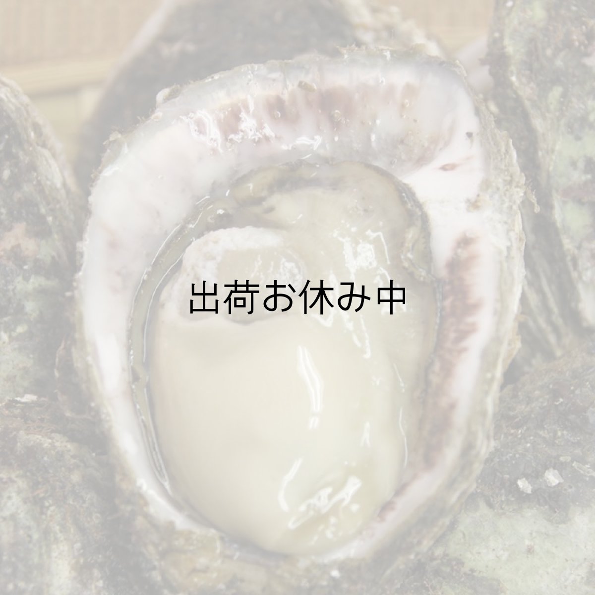 画像4: 石川能登産　天然岩牡蠣 (4)