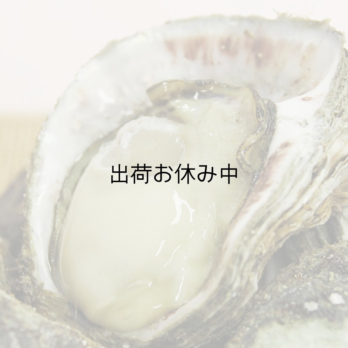 画像3: 石川能登産　天然岩牡蠣 (3)