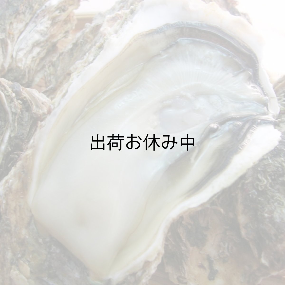 画像2: 石川能登産　天然岩牡蠣 (2)