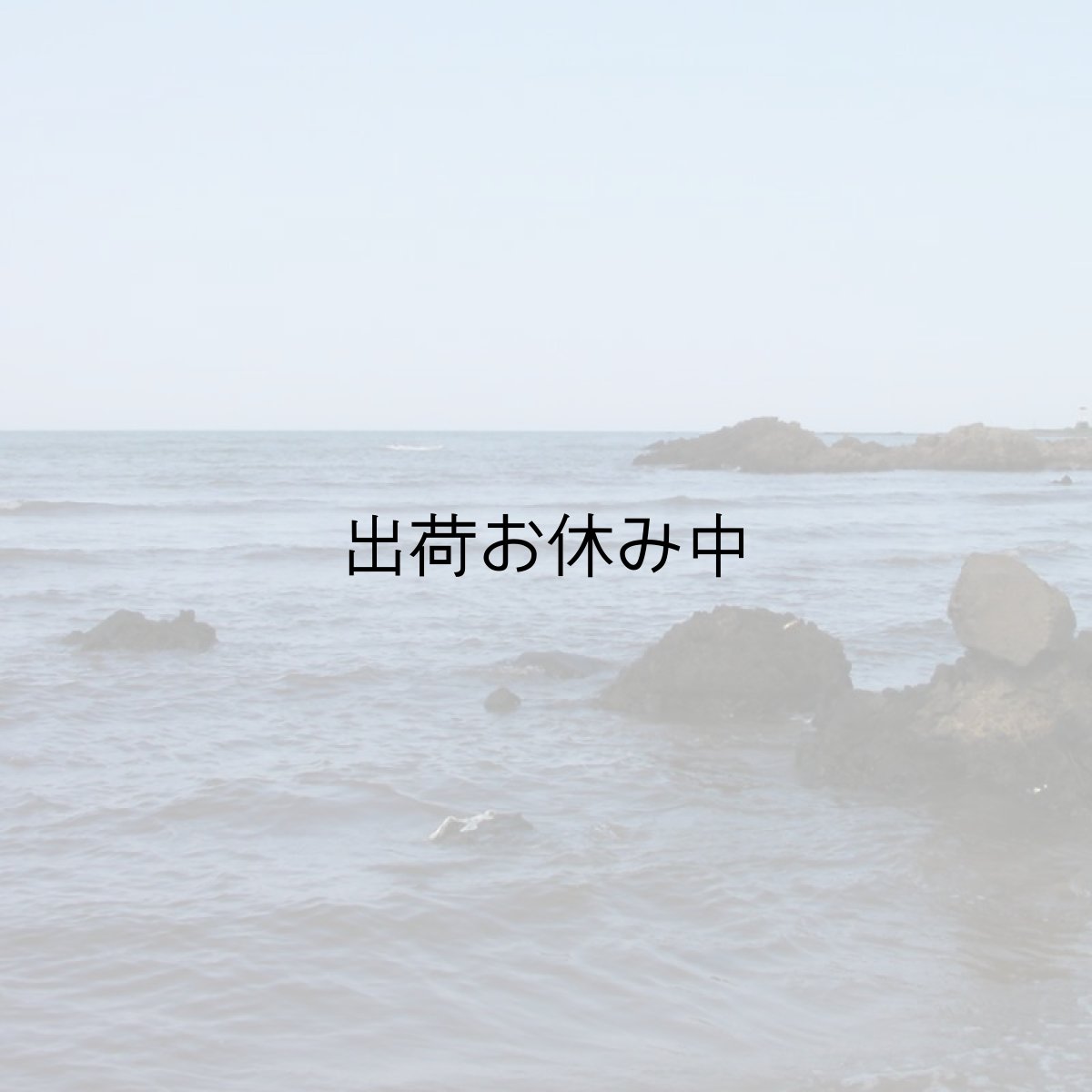 画像9: 石川能登産　天然岩牡蠣 (9)