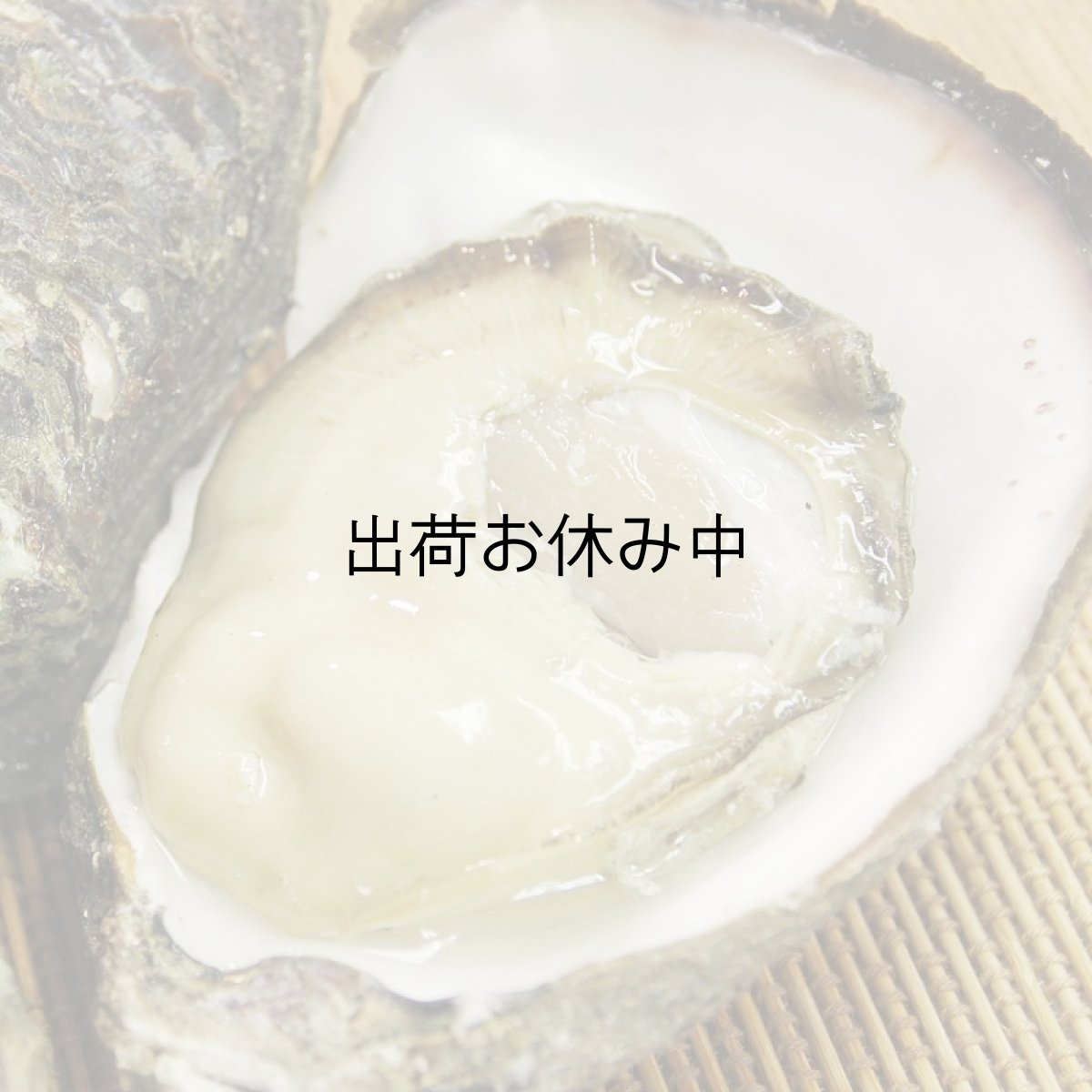 画像7: 福井小浜産　天然岩牡蠣 (7)