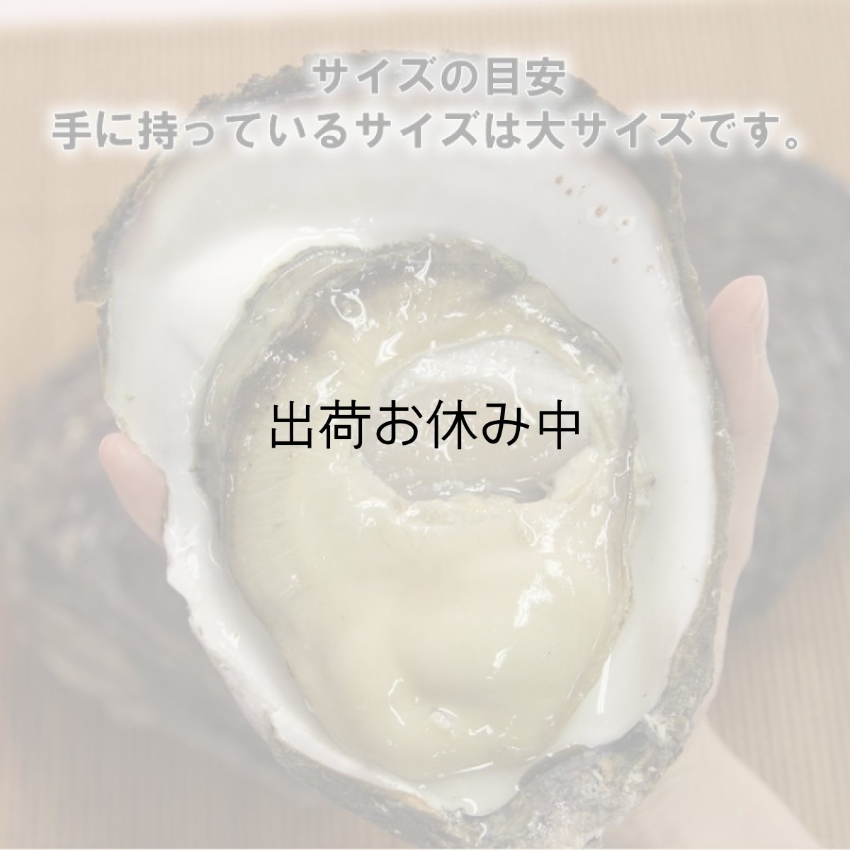 画像5: 福井小浜産　天然岩牡蠣 (5)