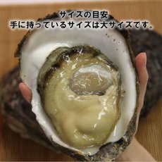 画像5: 福井小浜産　天然岩牡蠣 (5)