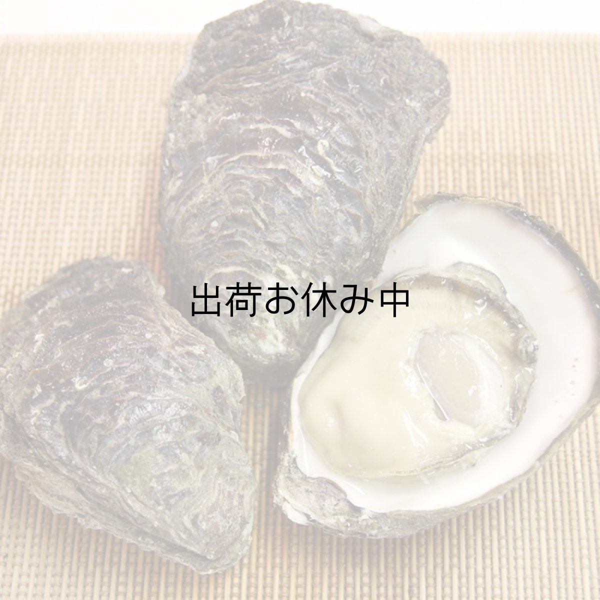 画像4: 福井小浜産　天然岩牡蠣 (4)