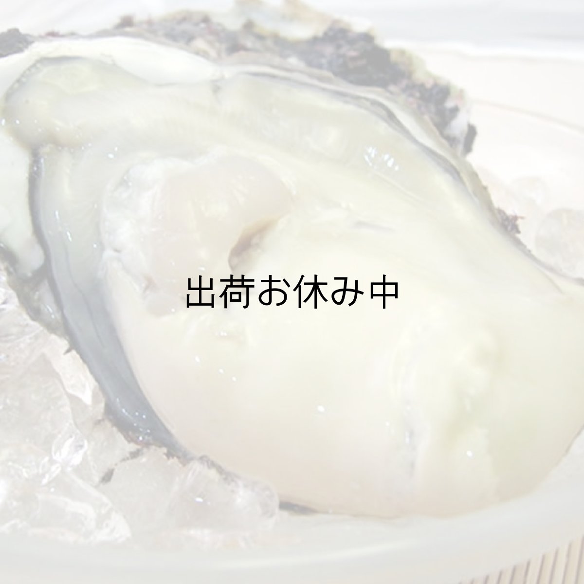 画像3: 福井小浜産　天然岩牡蠣 (3)