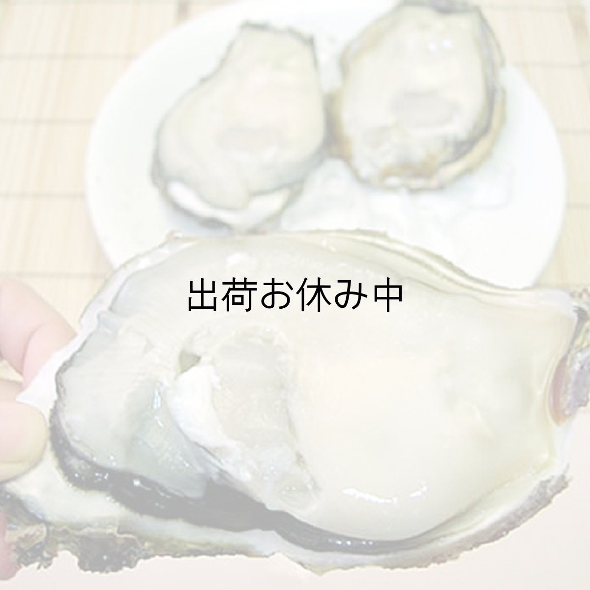 画像2: 福井小浜産　天然岩牡蠣 (2)