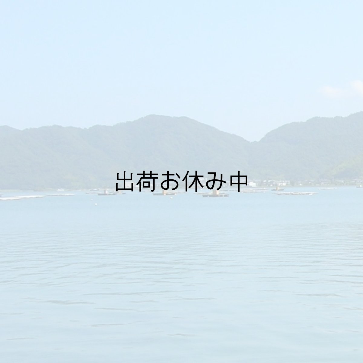 画像9: 福井小浜産　天然岩牡蠣 (9)
