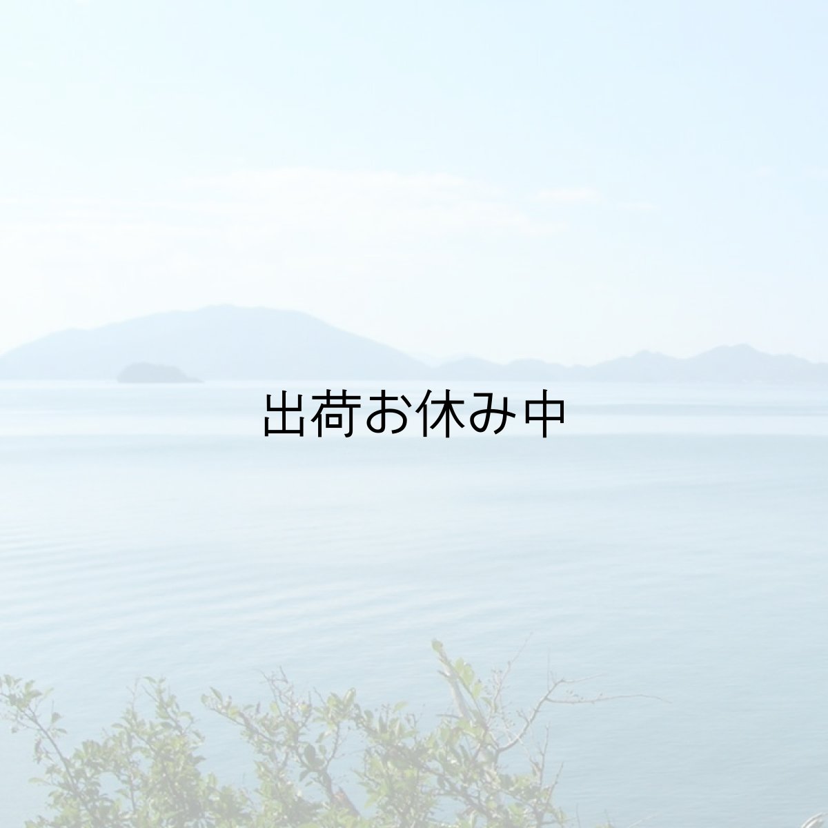 画像8: 福井小浜産　天然岩牡蠣 (8)