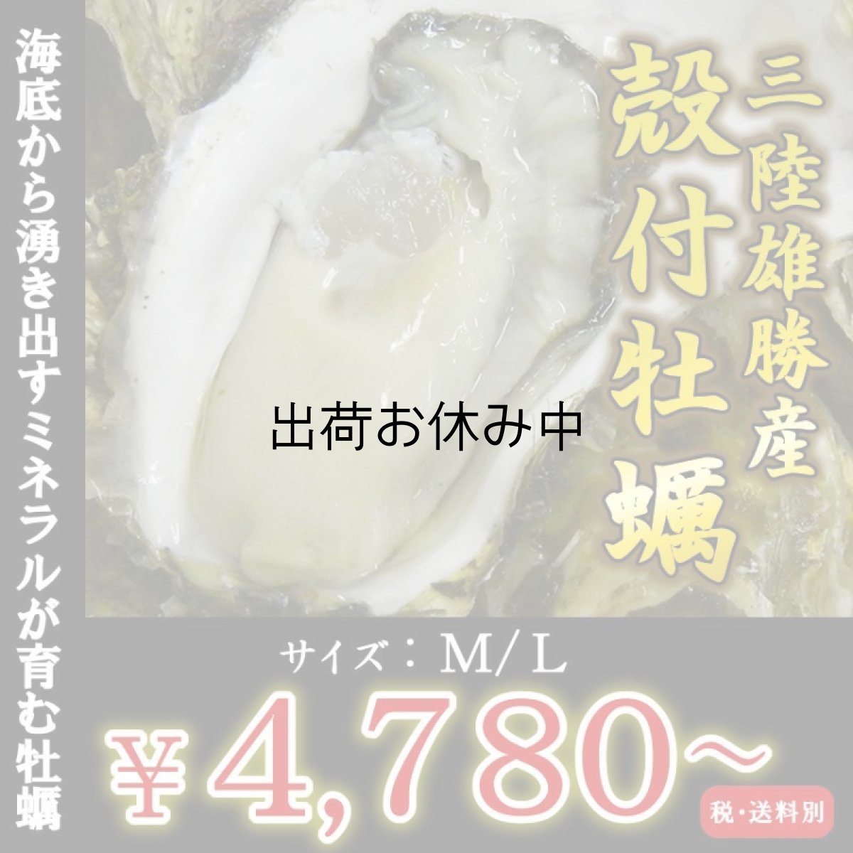 画像1: 三陸雄勝産　殻付牡蠣 (1)