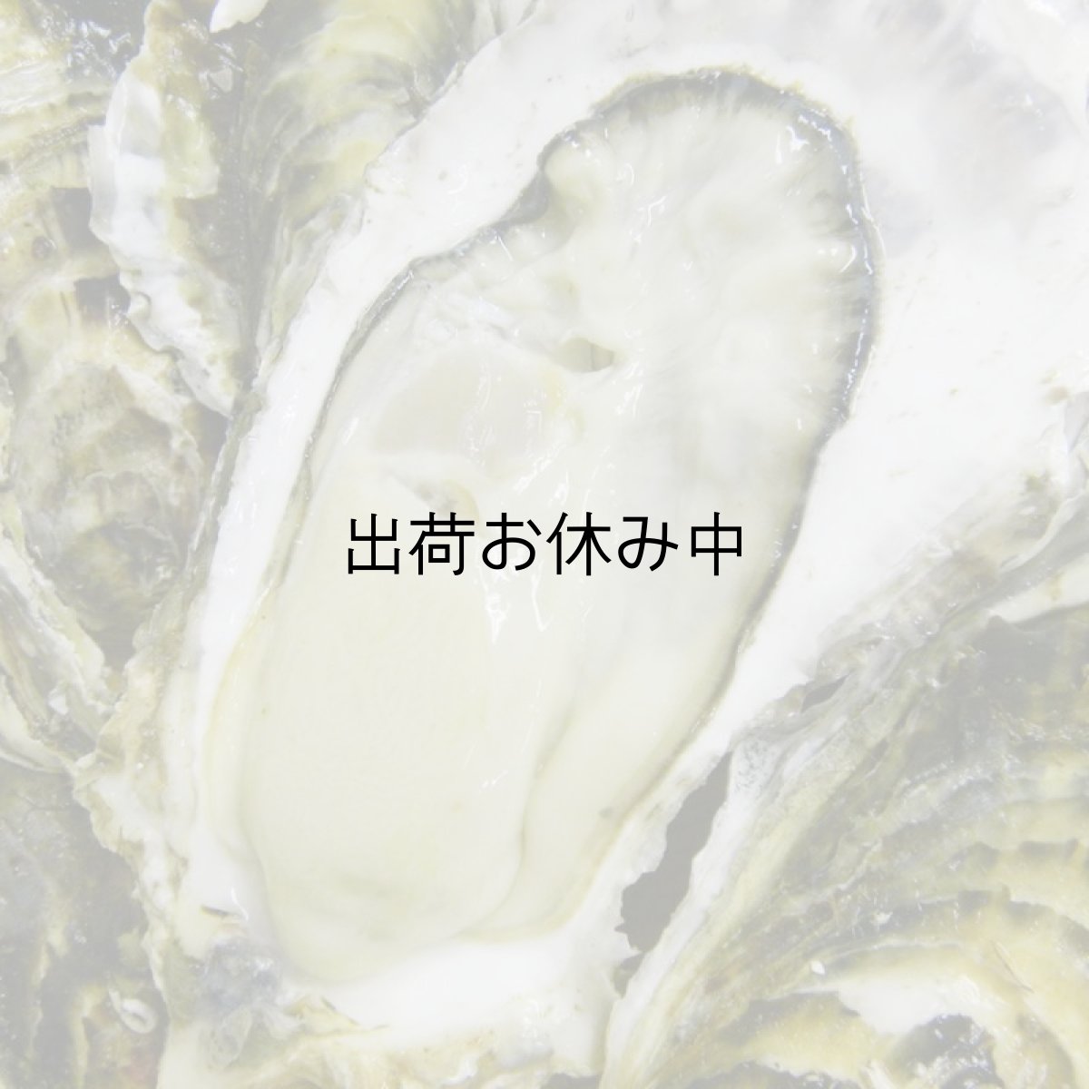 画像6: 三陸雄勝産 殻付牡蠣 (6)