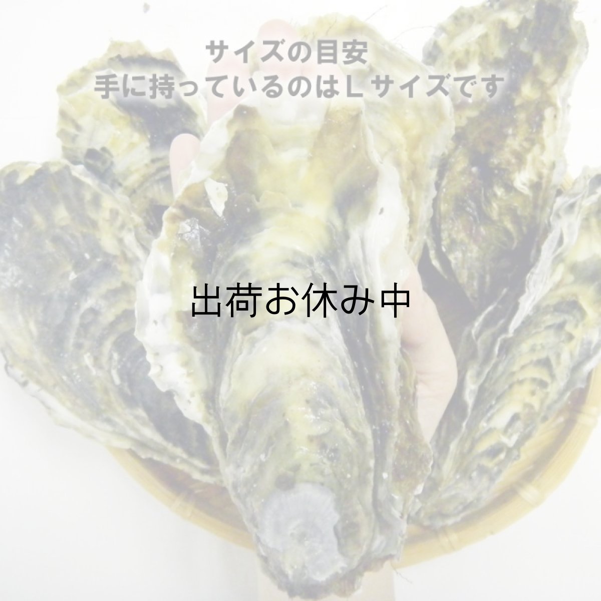 画像5: 三陸雄勝産 殻付牡蠣 (5)