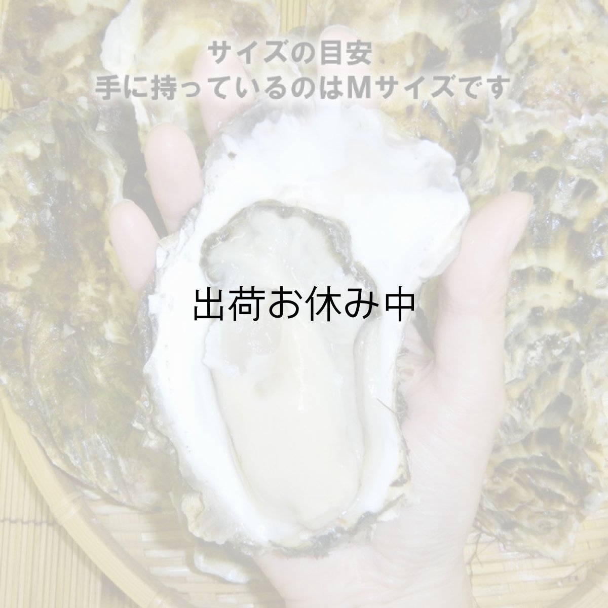 画像4: 三陸雄勝産 殻付牡蠣 (4)