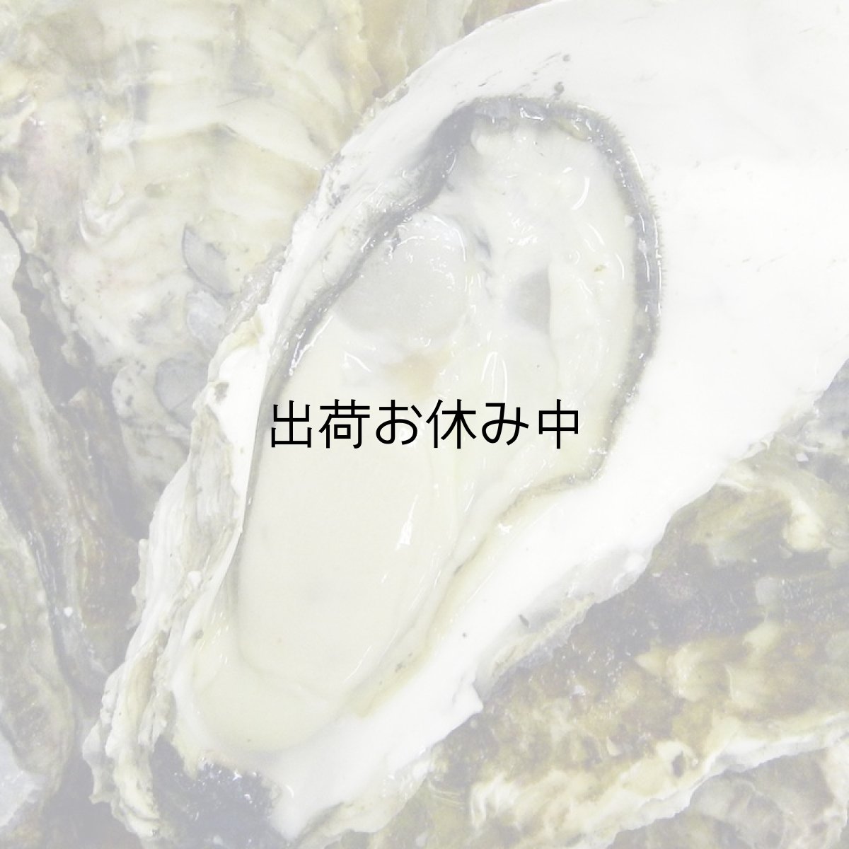 画像3: 三陸雄勝産 殻付牡蠣 (3)