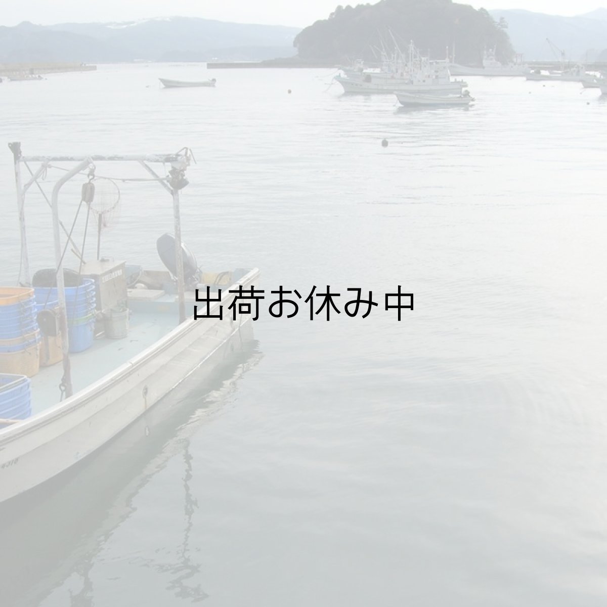 画像4: 【お急ぎ便】島根隠岐産 岩牡蠣 春香(お届け地域限定) (4)