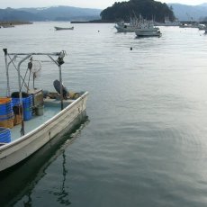 画像4: 【お急ぎ便】島根隠岐産　岩牡蠣　春香（お届け地域限定） (4)