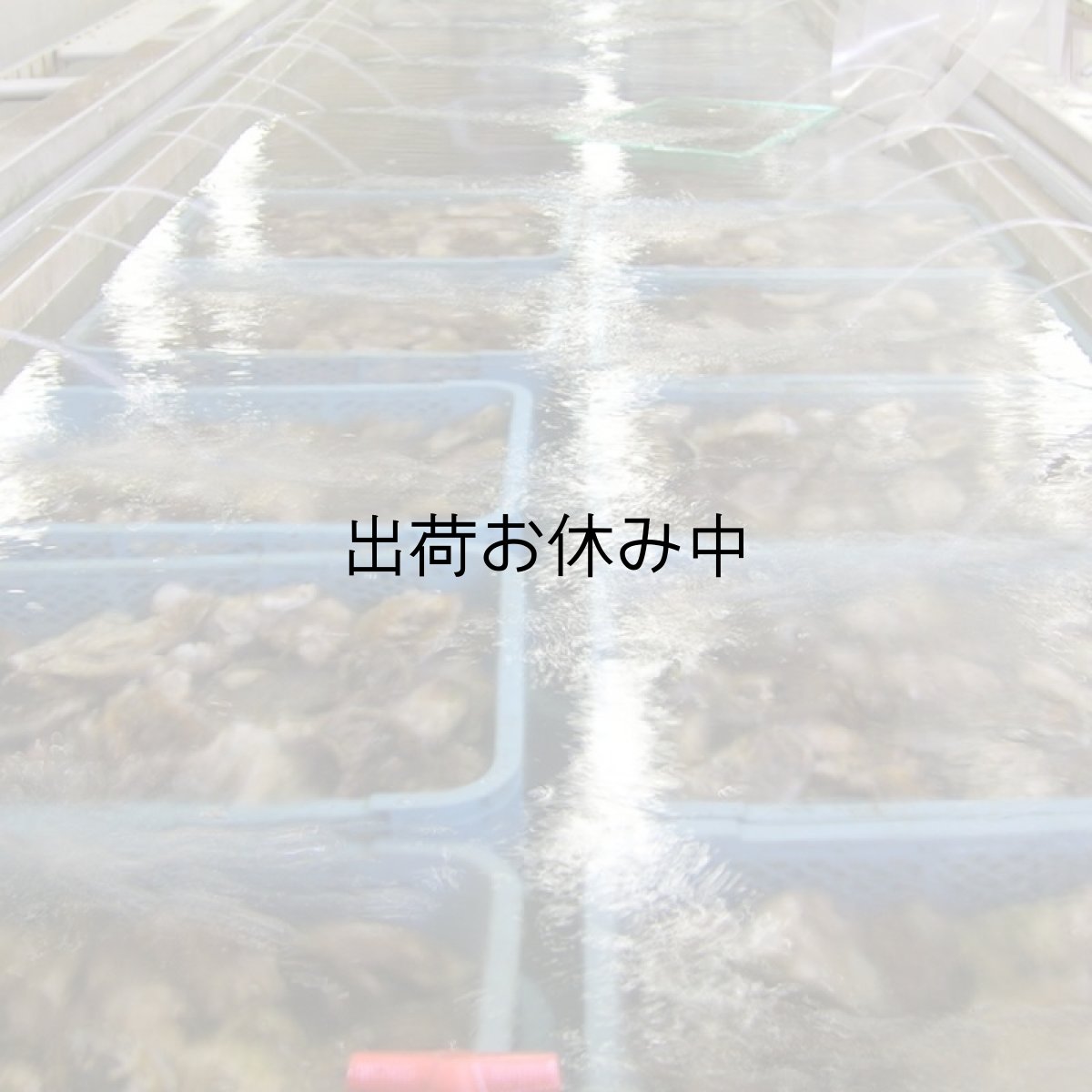 画像3: 【お急ぎ便】島根隠岐産 岩牡蠣 春香(お届け地域限定) (3)