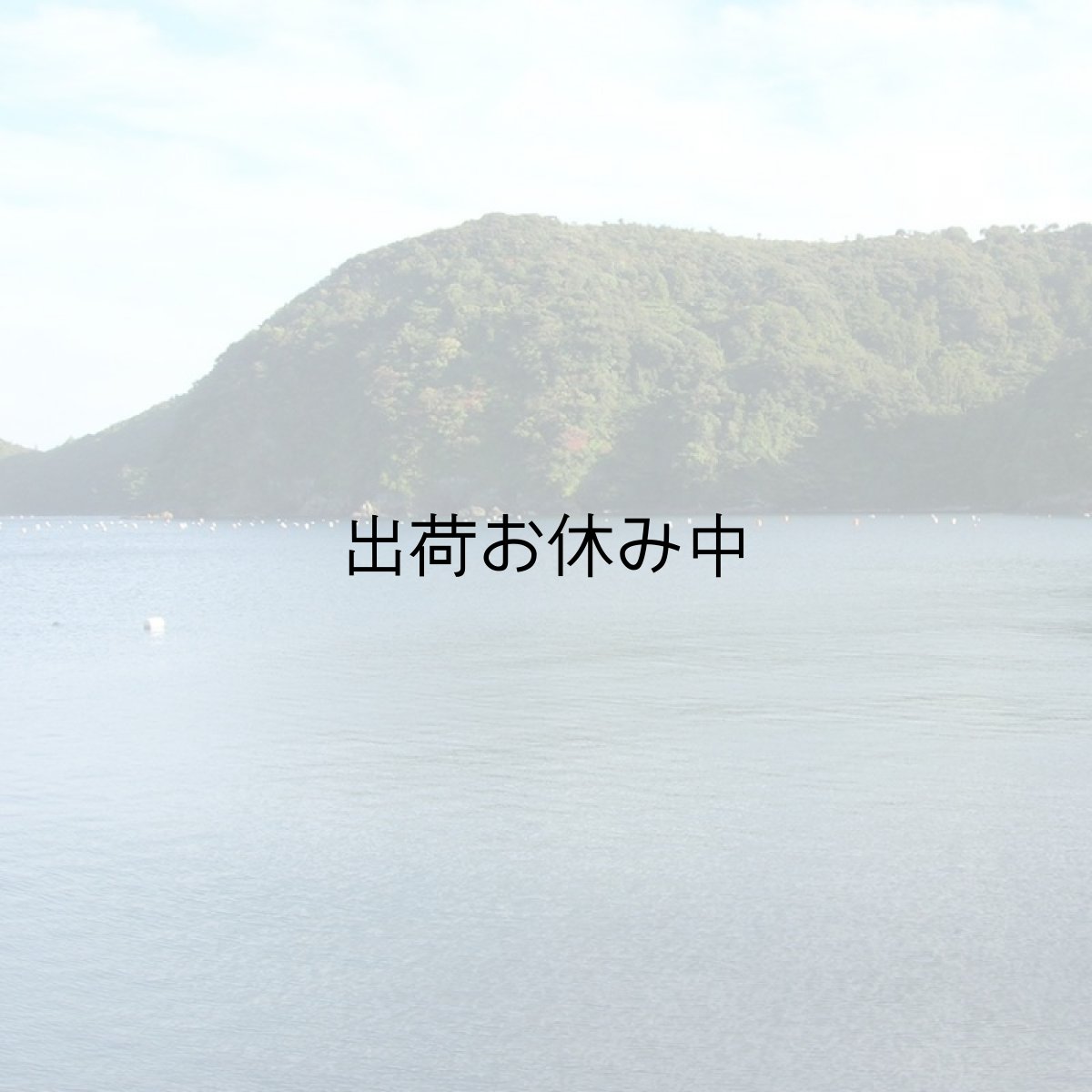 画像6: 島根隠岐産ＣＡＳ凍結岩牡蠣春香 (6)