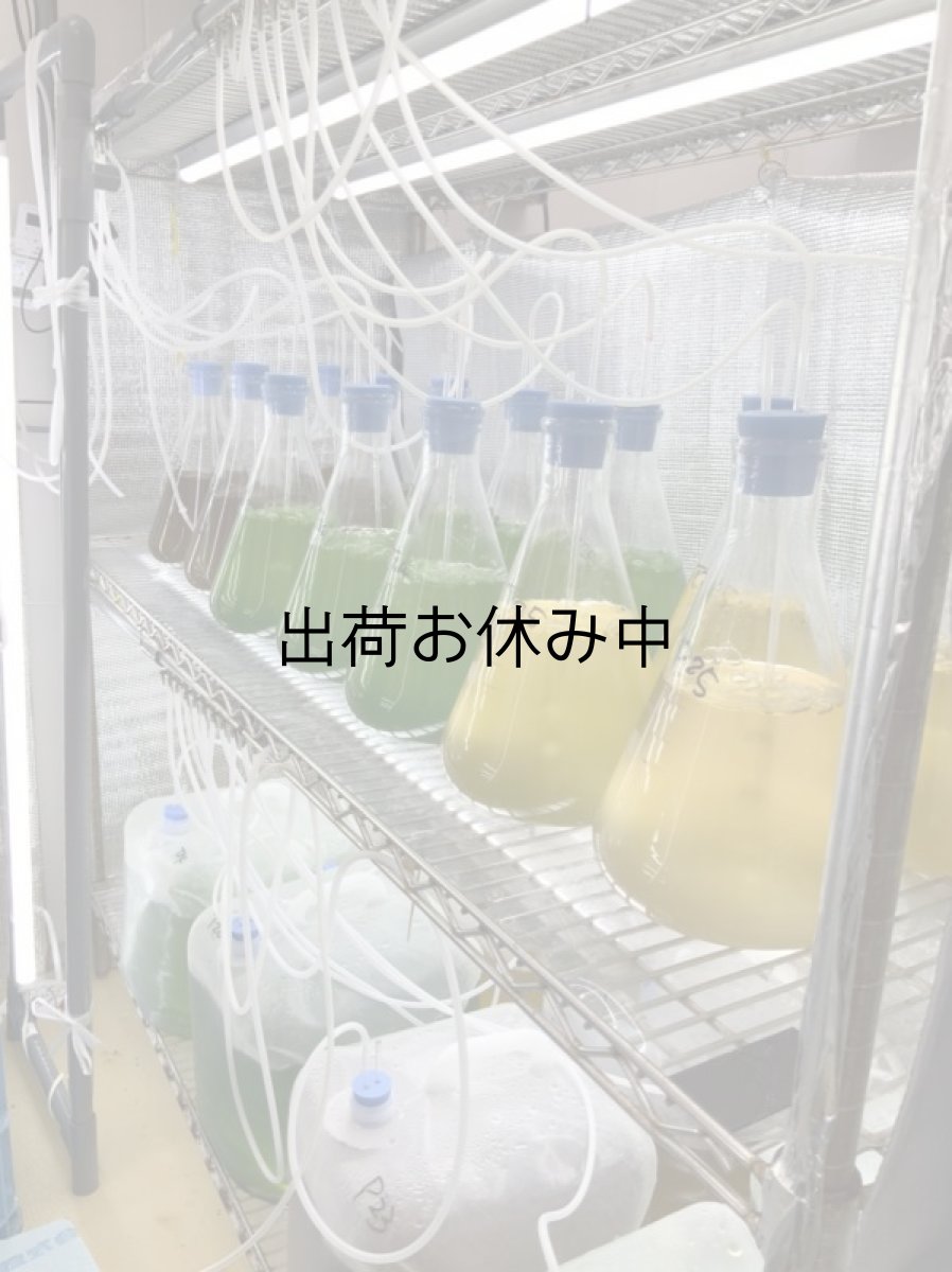 画像5: 三陸女川産　シングルシード牡蠣 (5)