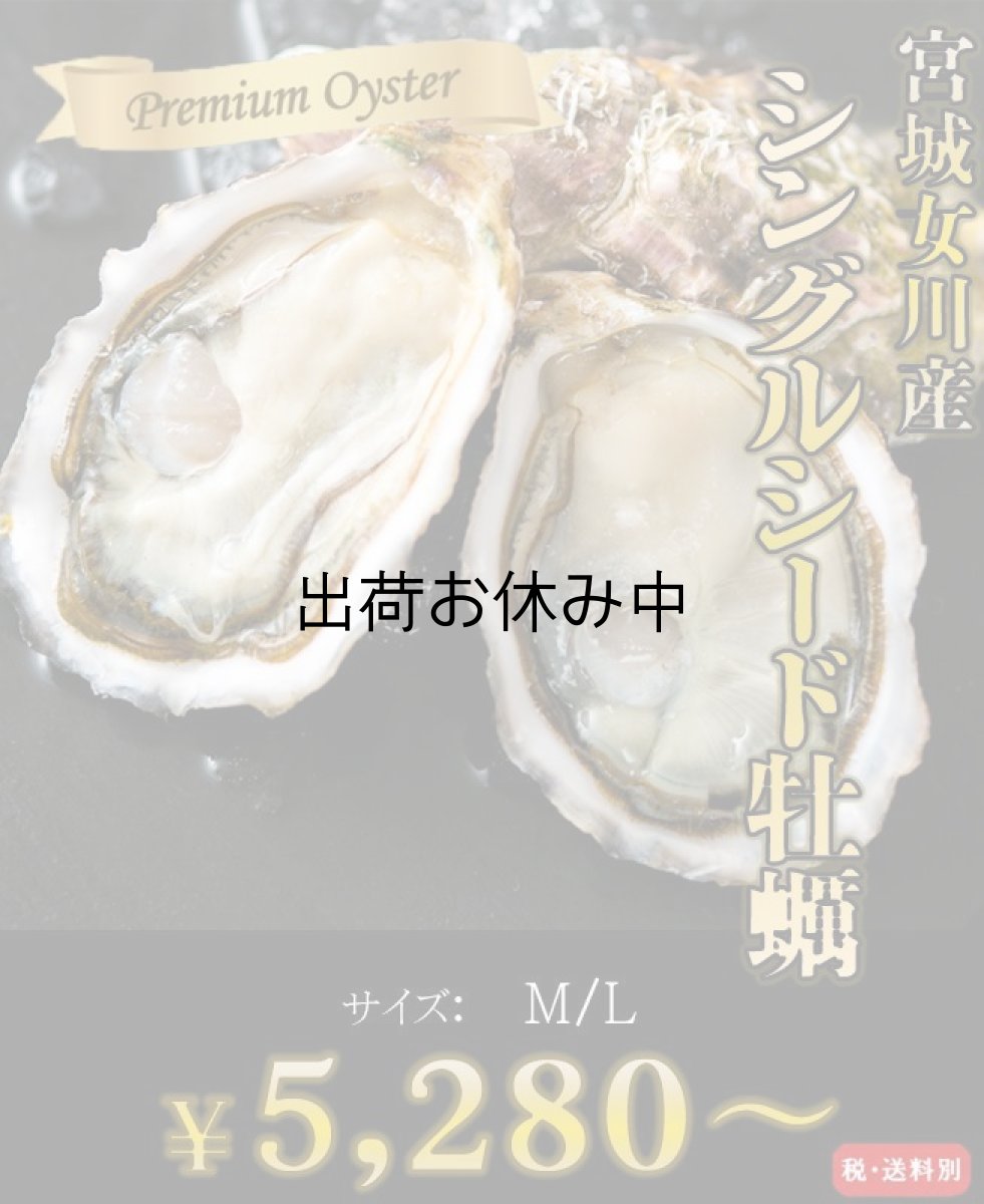 画像1: 三陸女川産　シングルシード牡蠣 (1)