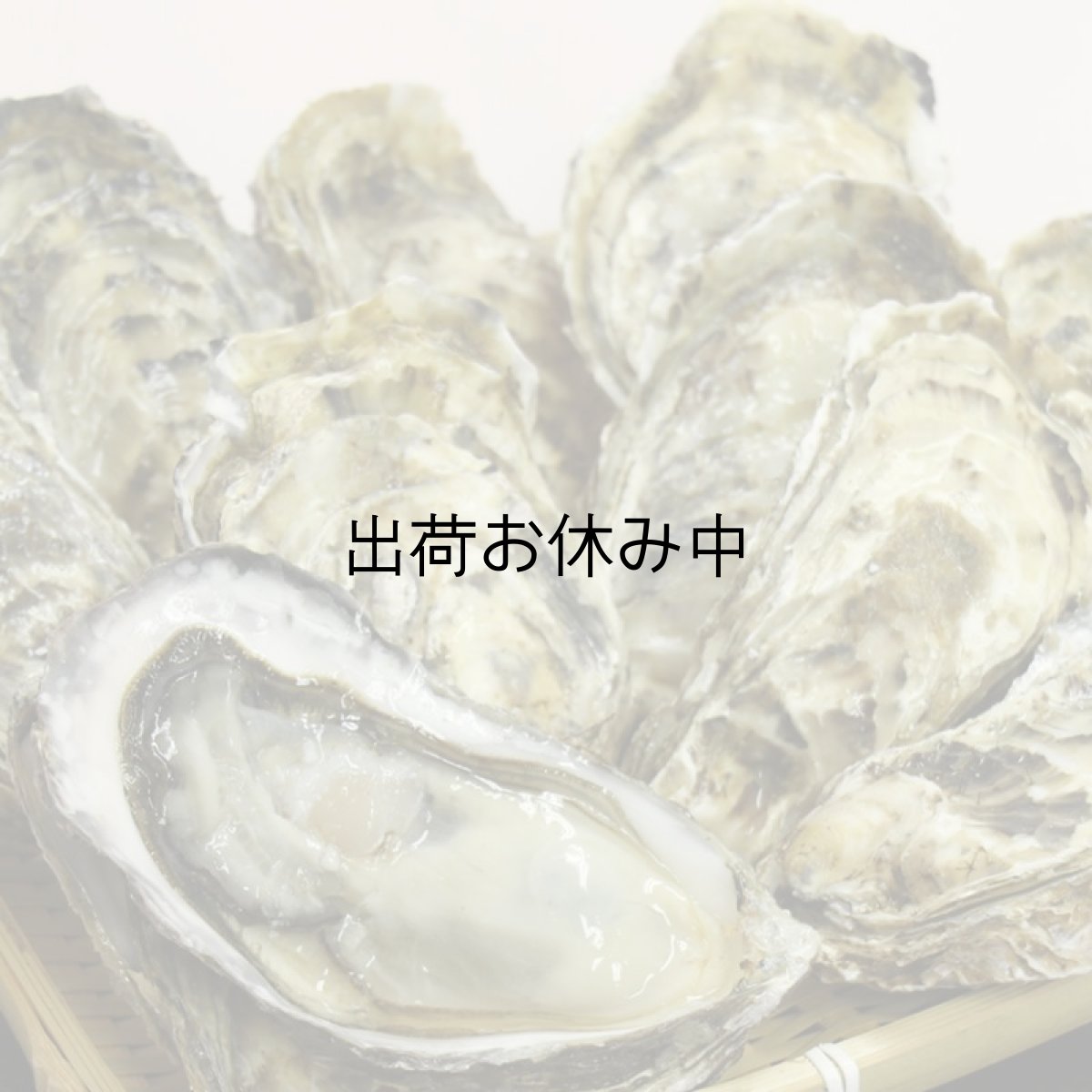 画像6: 北海道温根沼産　殻付牡蠣 (6)