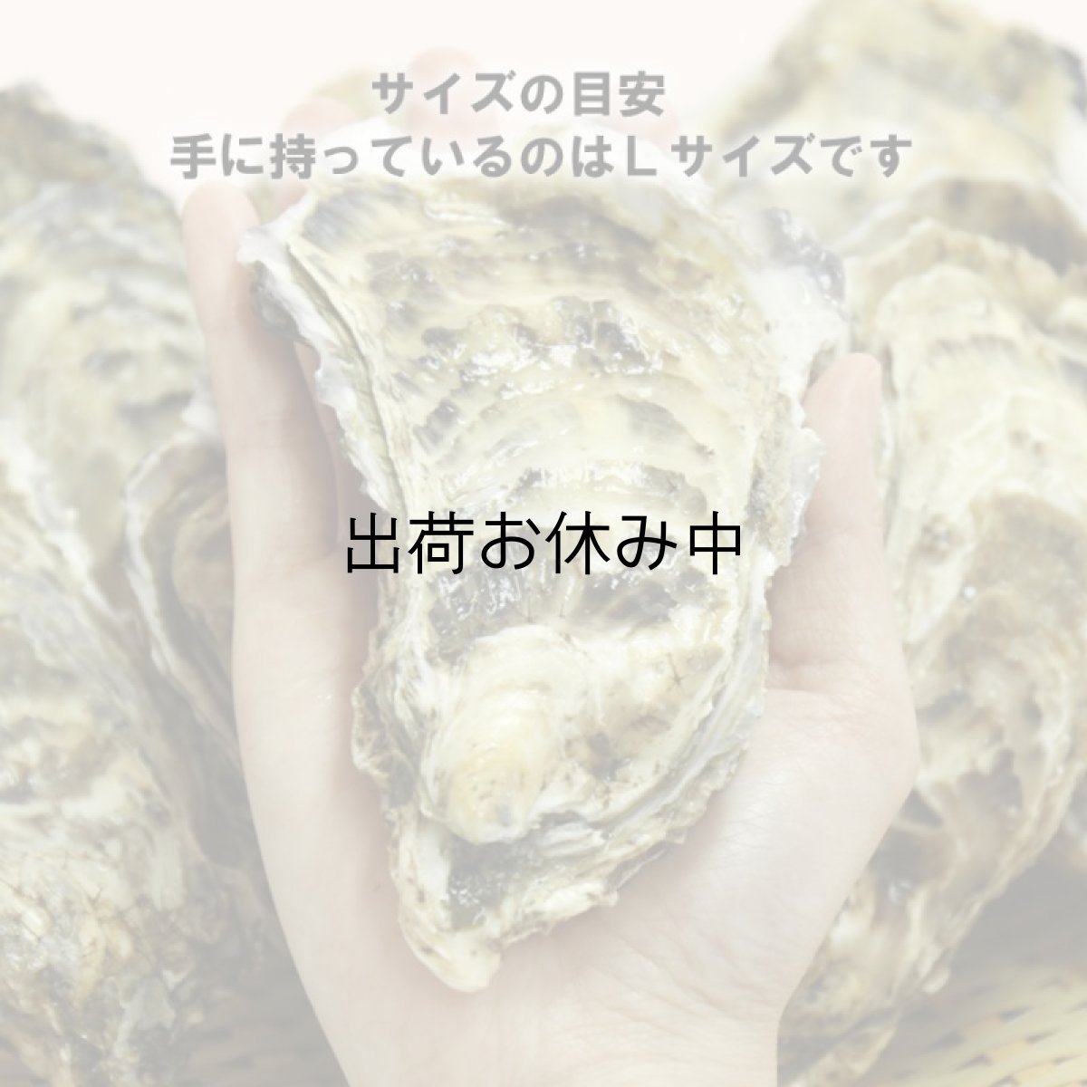 画像5: 北海道温根沼産　殻付牡蠣 (5)