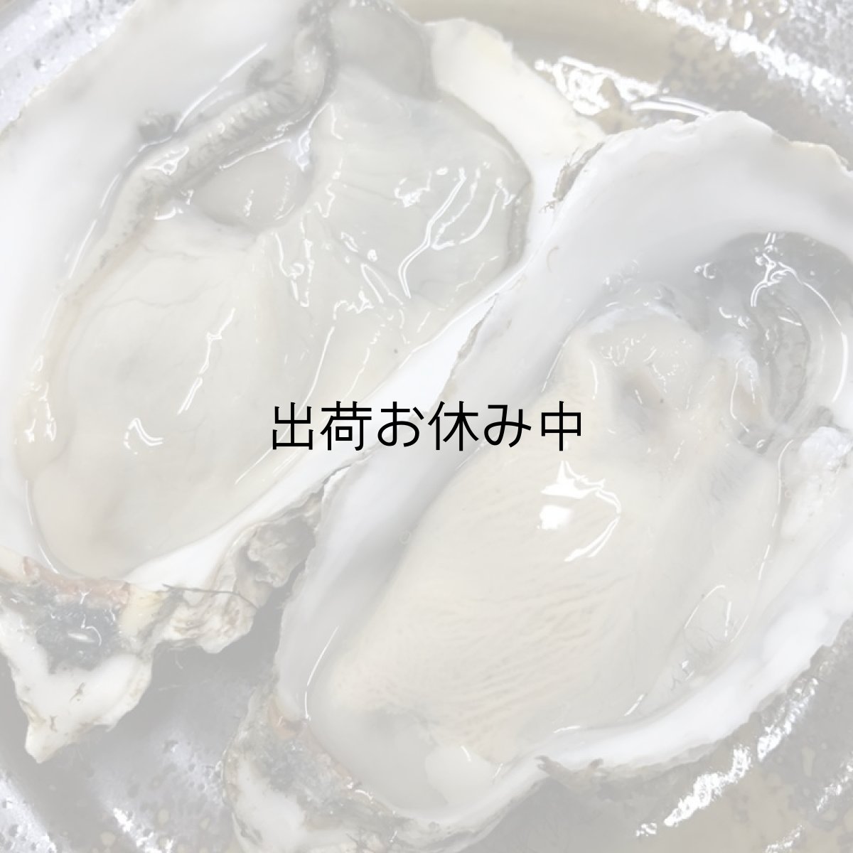 画像4: 北海道温根沼産　殻付牡蠣 (4)