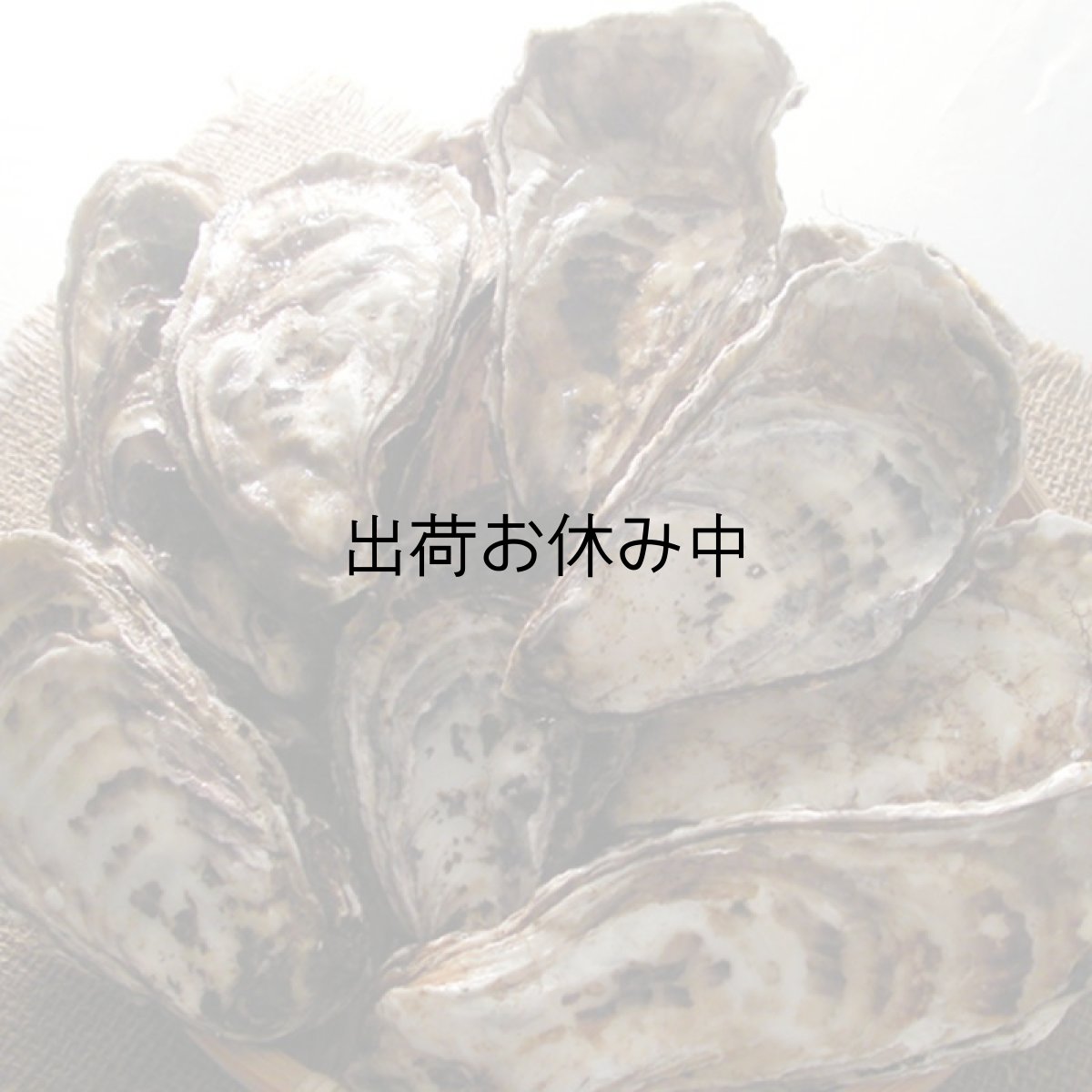 画像2: 北海道温根沼産　殻付牡蠣 (2)