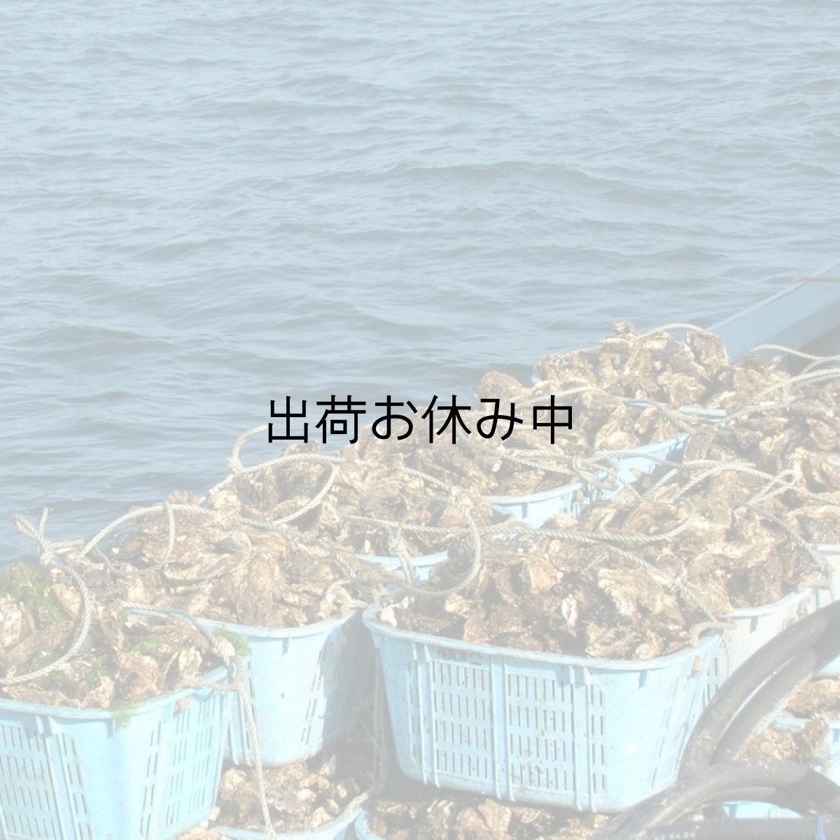 画像3: 三陸広田湾産　冷凍ふぞろい牡蠣　 (3)