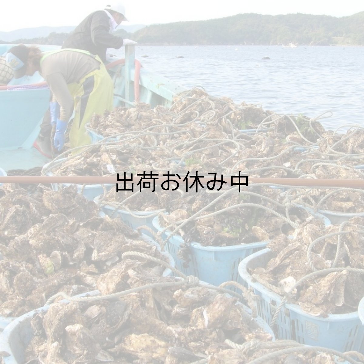 画像4: 三陸広田湾産　冷凍ふぞろい牡蠣　 (4)