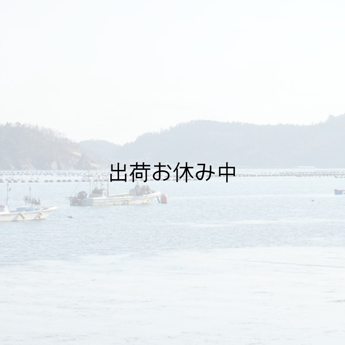 画像5: 三陸広田湾産　冷凍ふぞろい牡蠣　 (5)